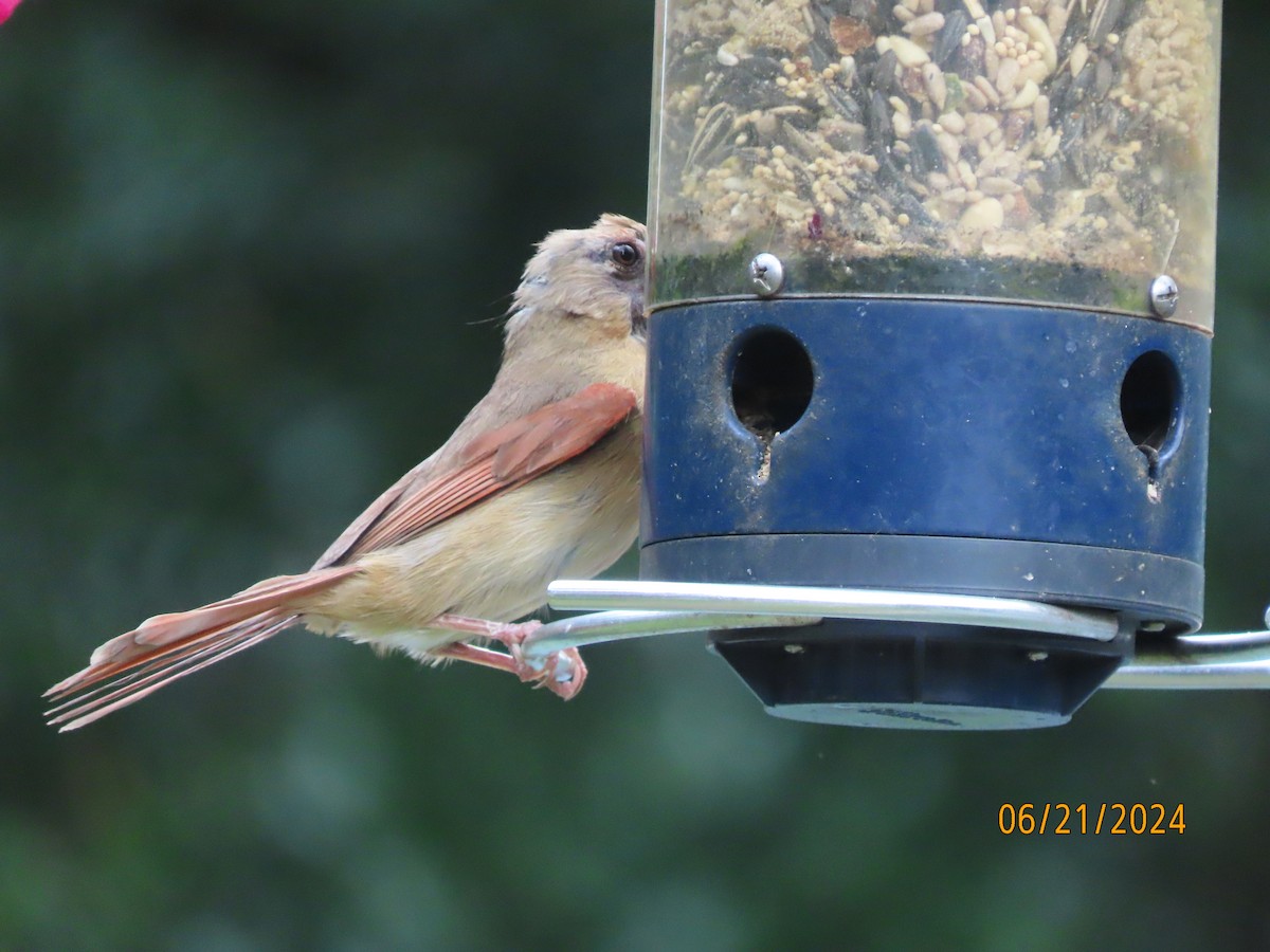 Northern Cardinal - ML620690639