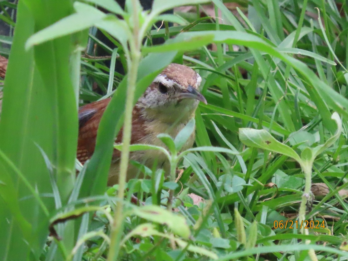 Carolina Wren - ML620690647