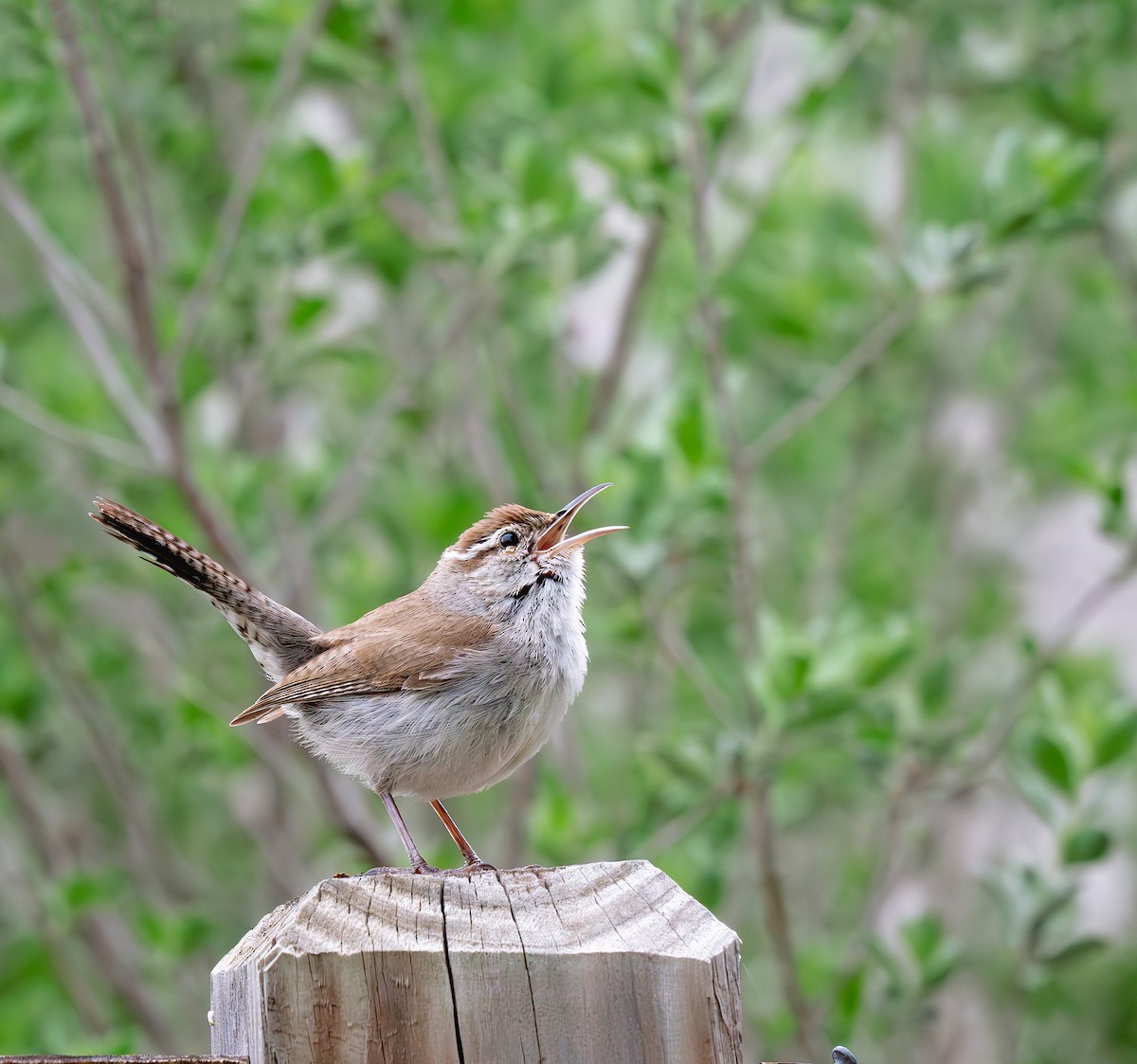 Bewick's Wren - ML620690648