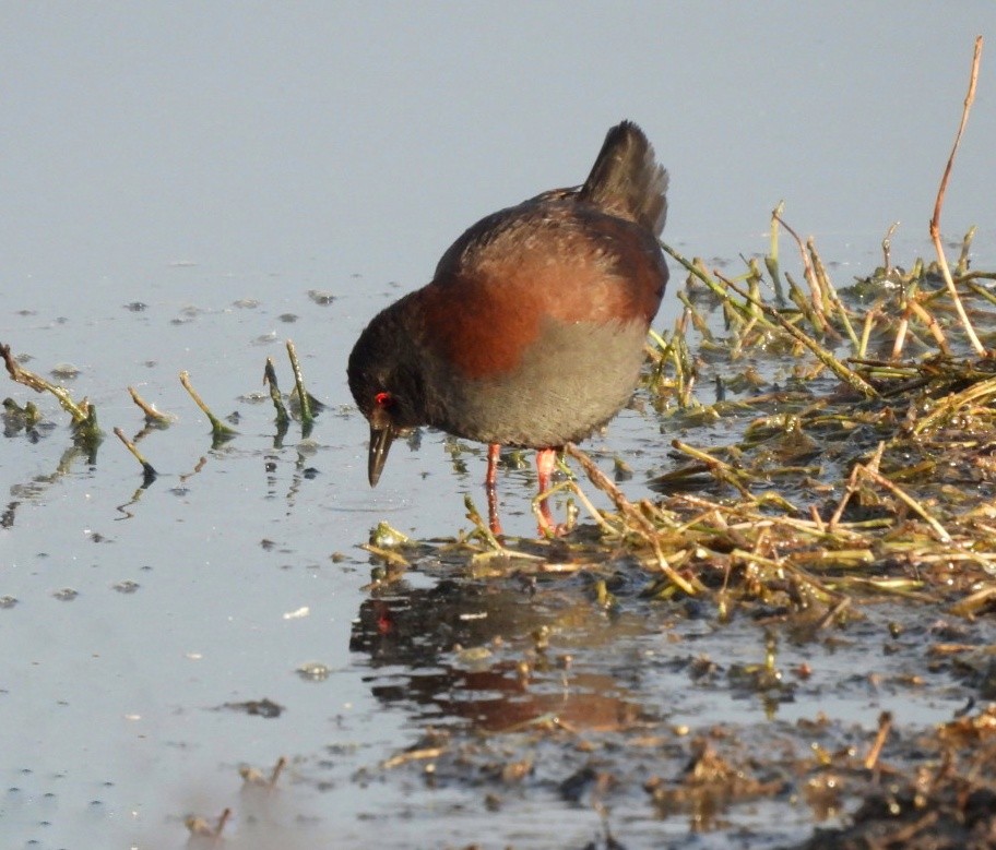 Südsee-Sumpfhuhn - ML620690651