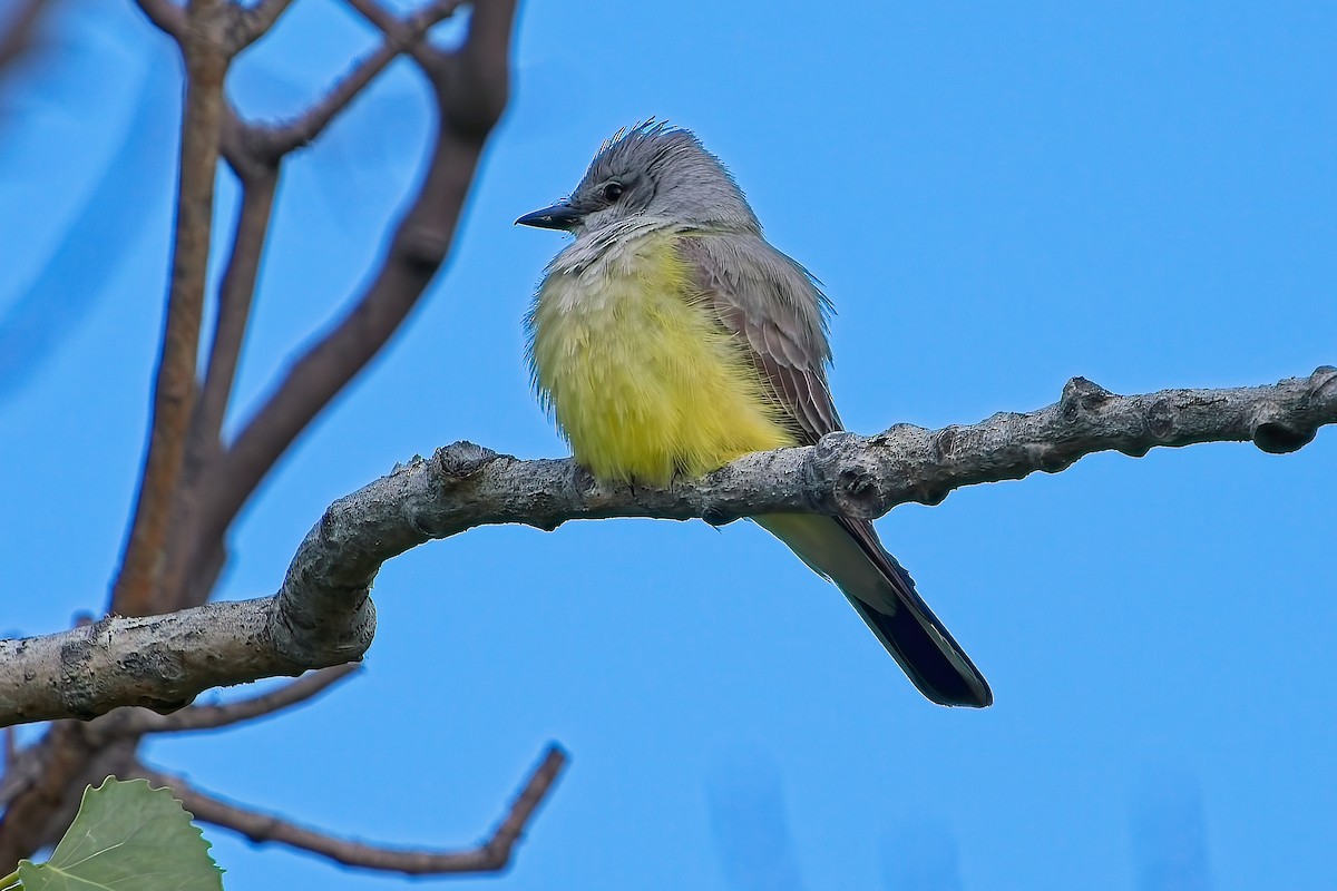 Western Kingbird - ML620690652