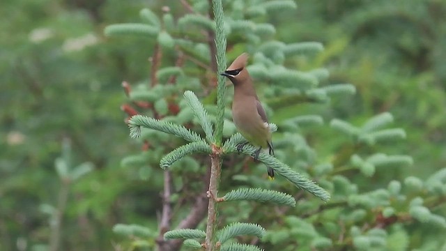 Cedar Waxwing - ML620690653