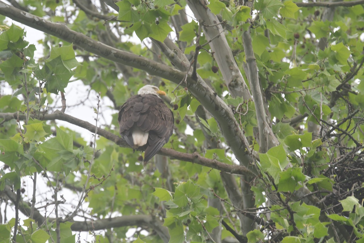 Weißkopf-Seeadler - ML620690654