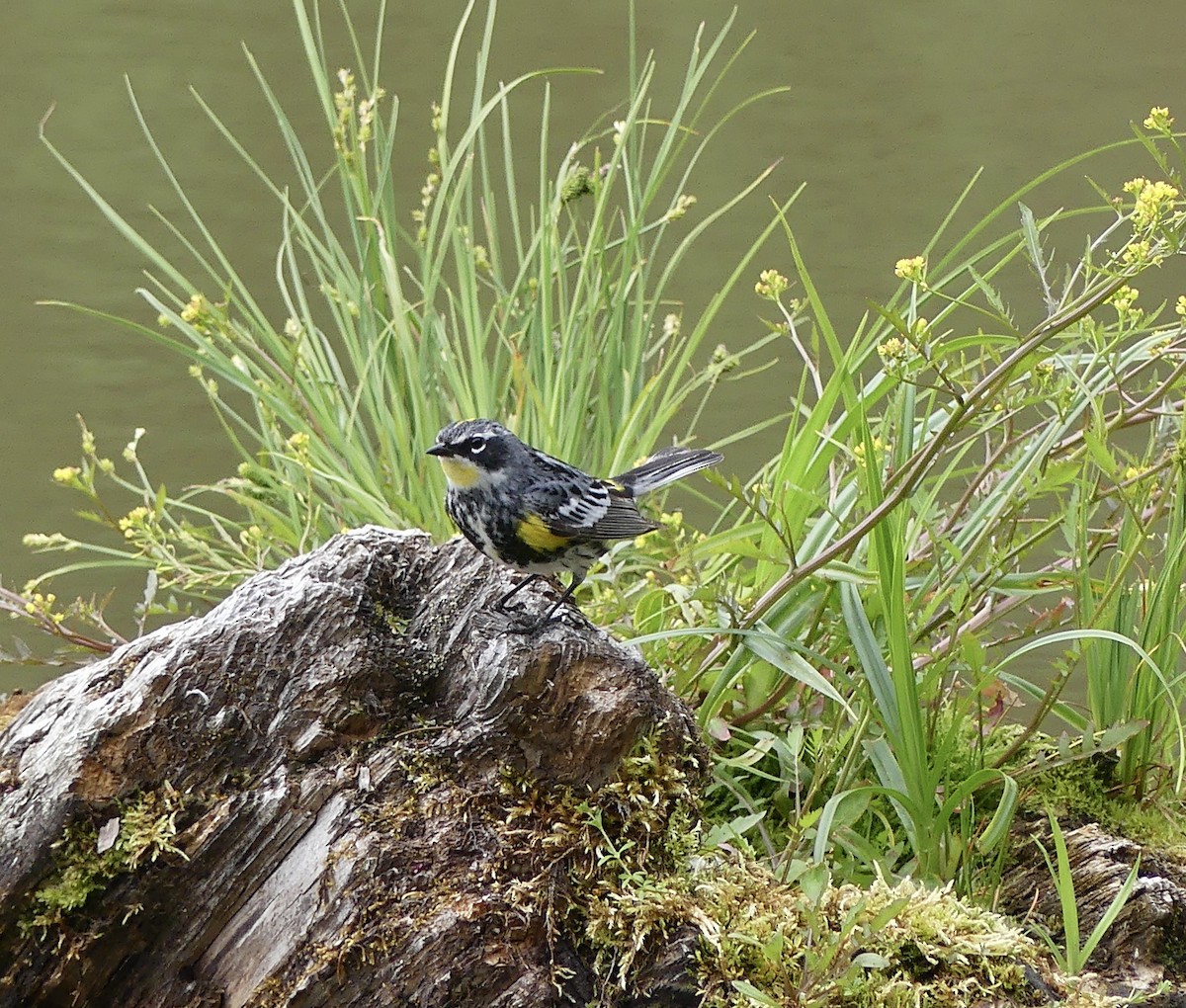 Yellow-rumped Warbler - ML620690655