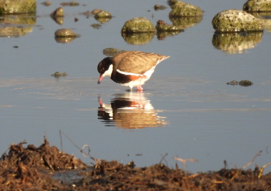 Red-kneed Dotterel - ML620690656