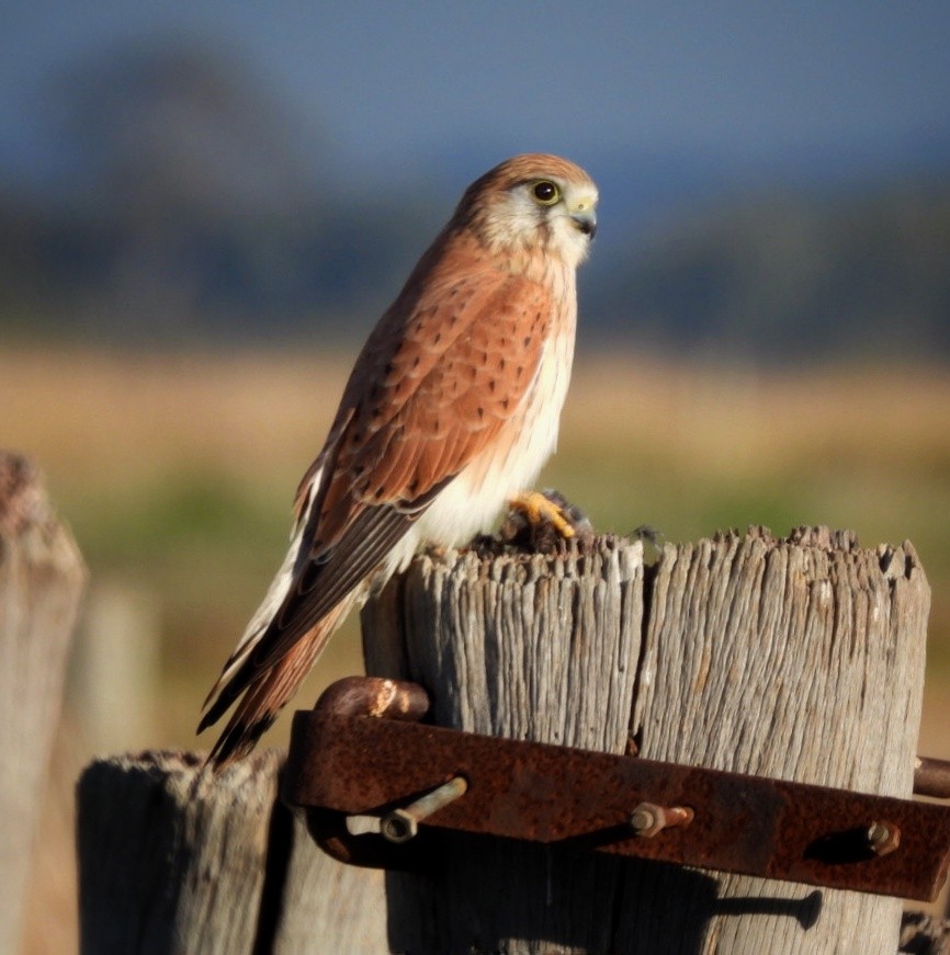 Nankeen Kestrel - ML620690660