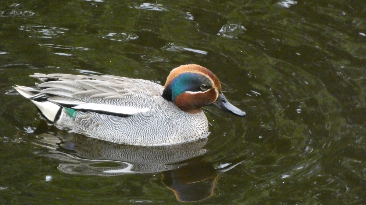 Green-winged Teal (Eurasian) - ML620690664