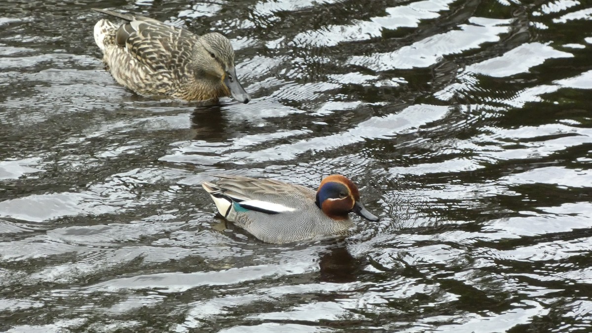 Green-winged Teal (Eurasian) - ML620690665