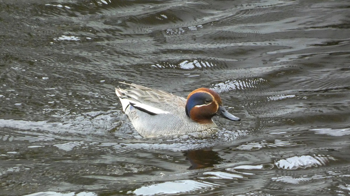 Green-winged Teal (Eurasian) - ML620690666