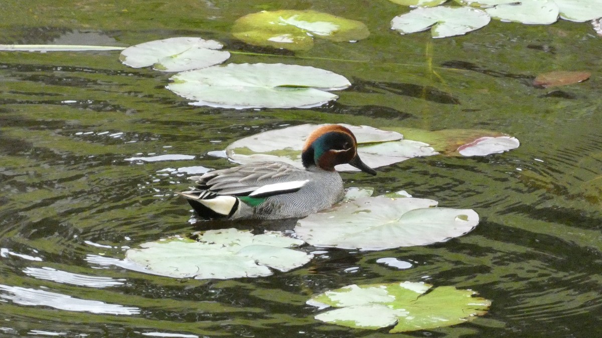 Green-winged Teal (Eurasian) - ML620690667