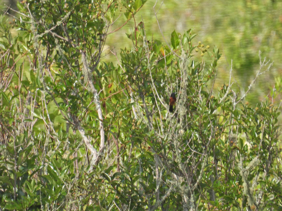 Orchard Oriole - ML620690668