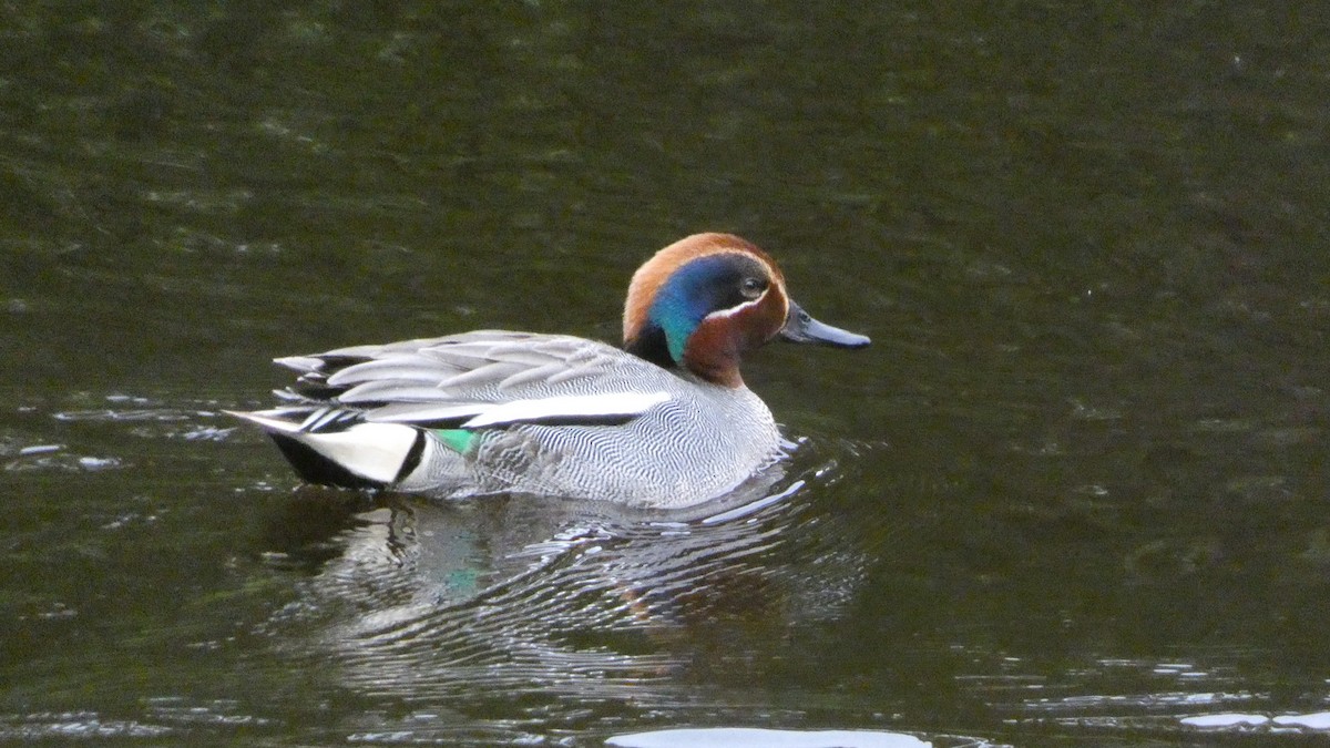 Green-winged Teal (Eurasian) - ML620690670