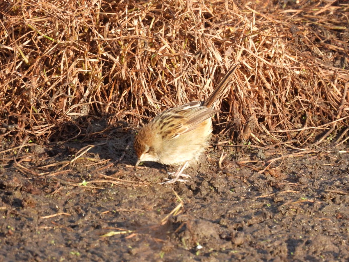 Little Grassbird - ML620690672