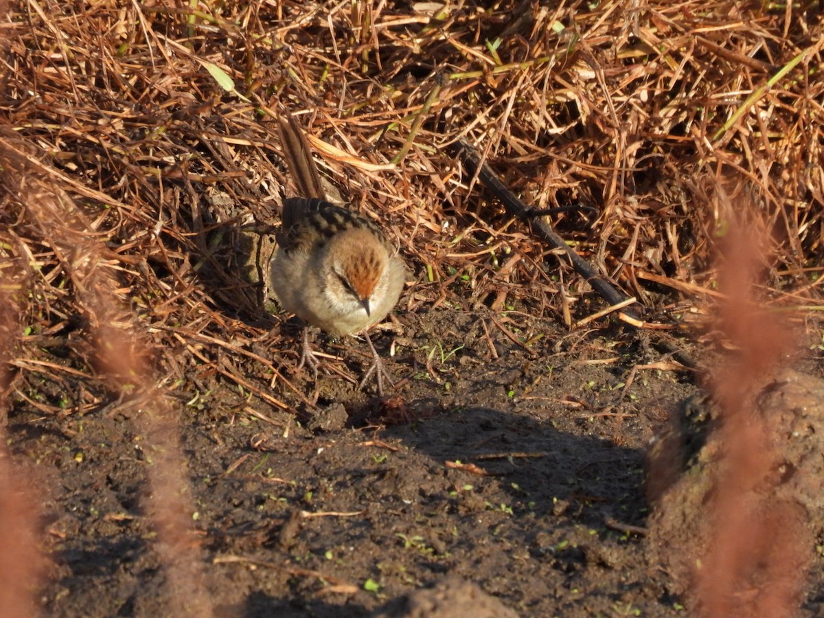 Little Grassbird - Julie Mclennan