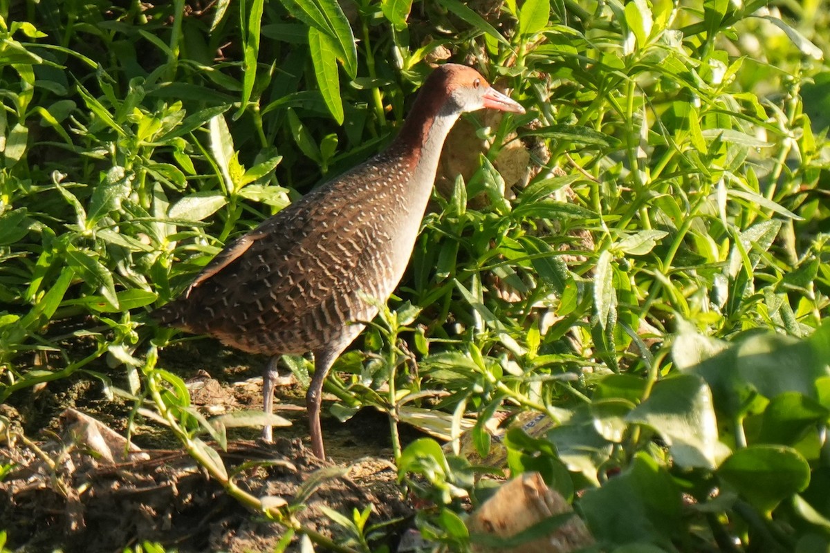 Slaty-breasted Rail - ML620690678