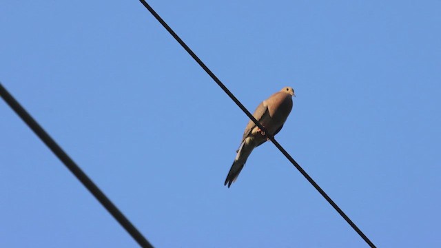 Mourning Dove - ML620690680