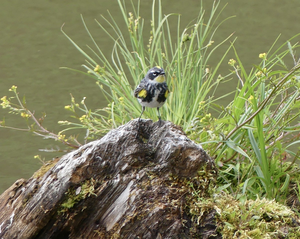 Yellow-rumped Warbler - ML620690691