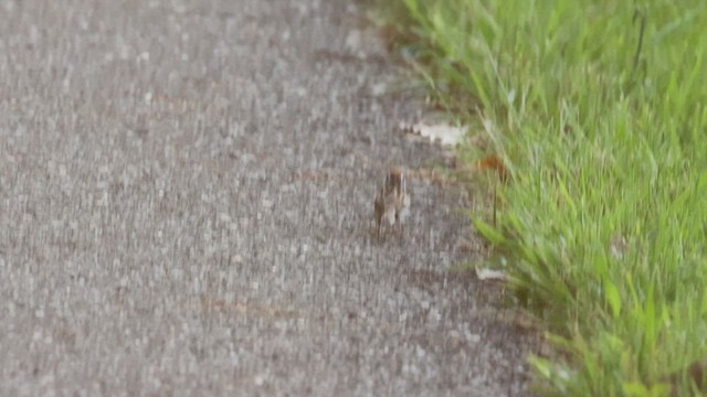 Chipping Sparrow - ML620690692