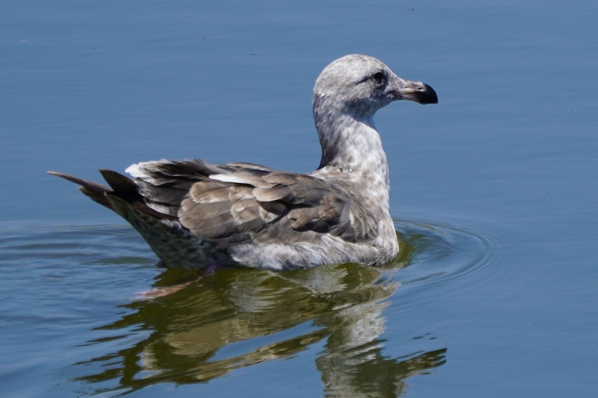 Goéland d'Audubon - ML620690694