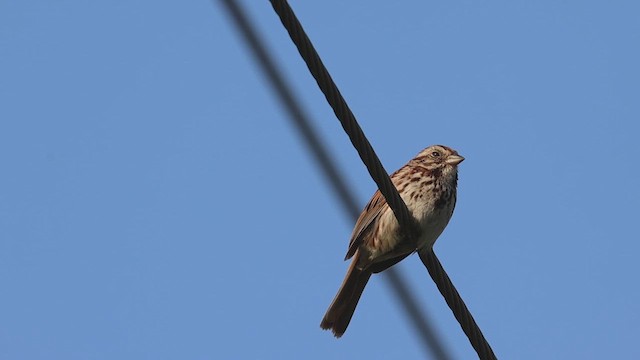 Song Sparrow - ML620690695