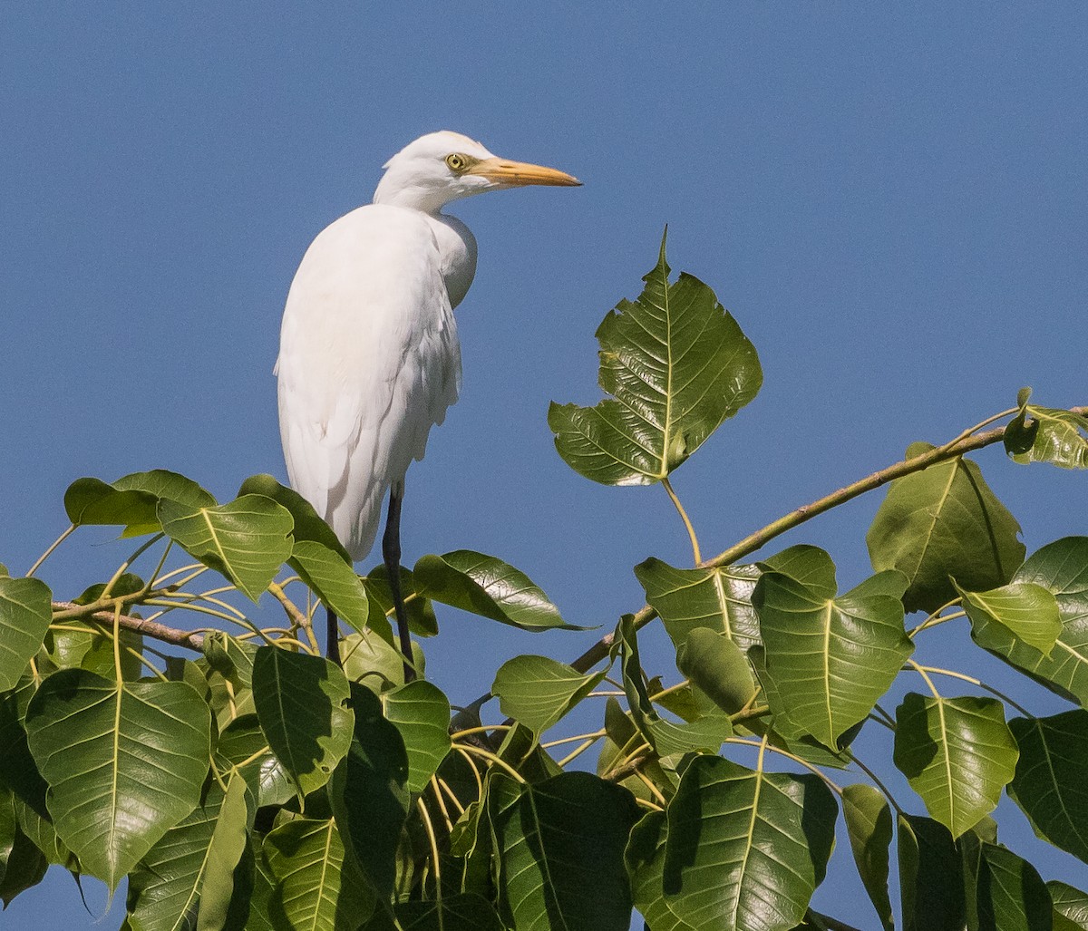 Eastern Cattle Egret - John le Rond