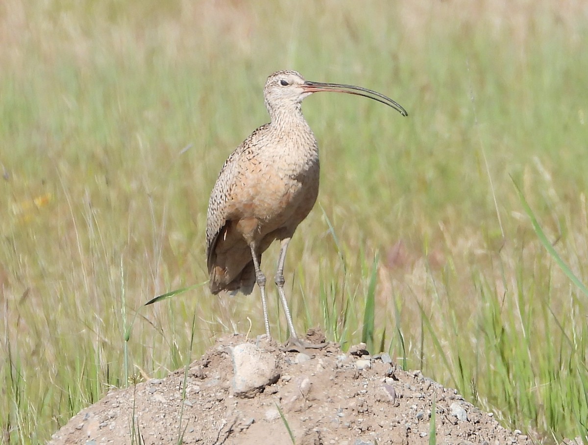 Long-billed Curlew - ML620690697