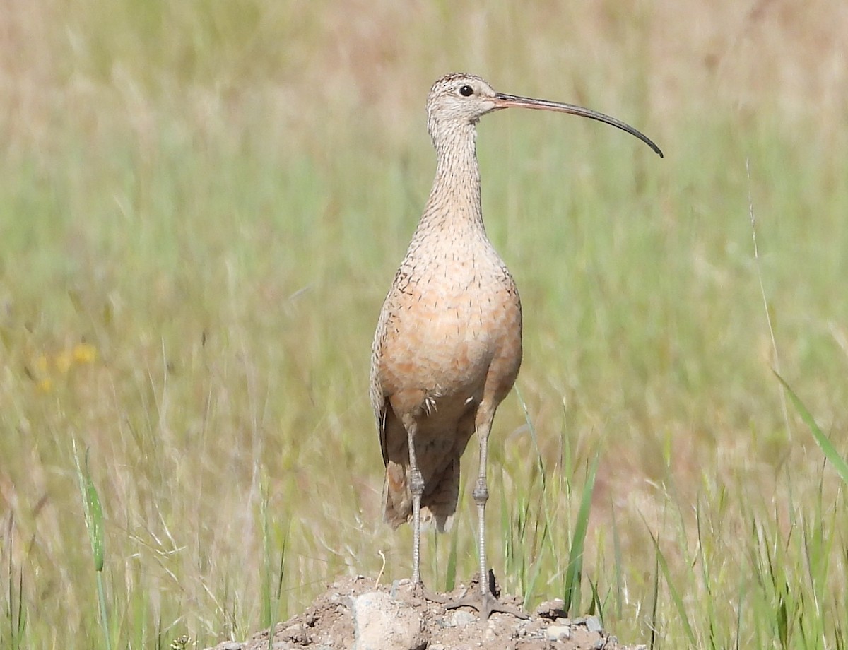 Long-billed Curlew - ML620690702