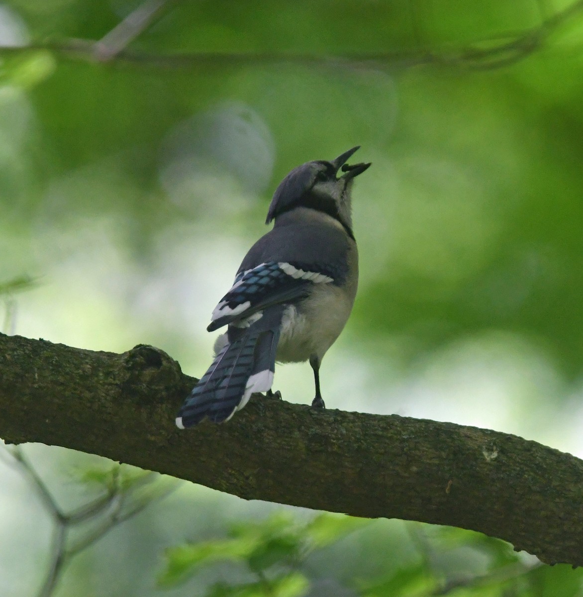 Blue Jay - ML620690703