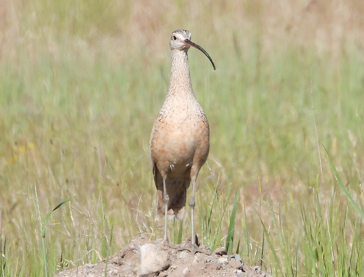 Rostbrachvogel - ML620690705