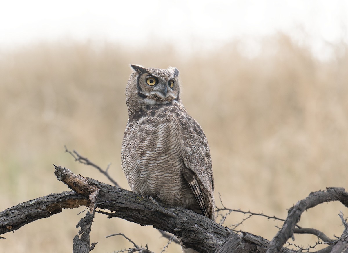 Lesser Horned Owl - ML620690706
