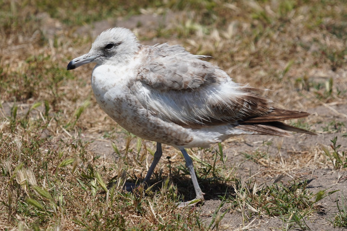 Gaviota Californiana - ML620690707