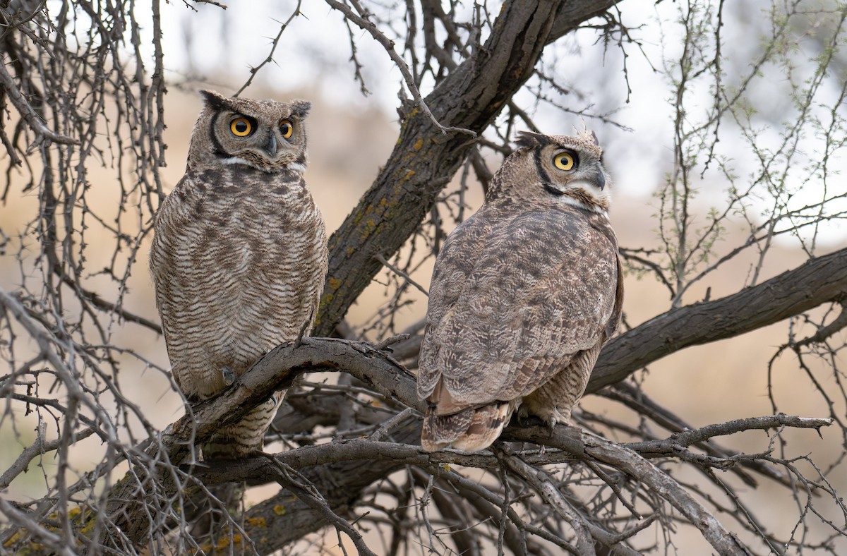 Lesser Horned Owl - ML620690708