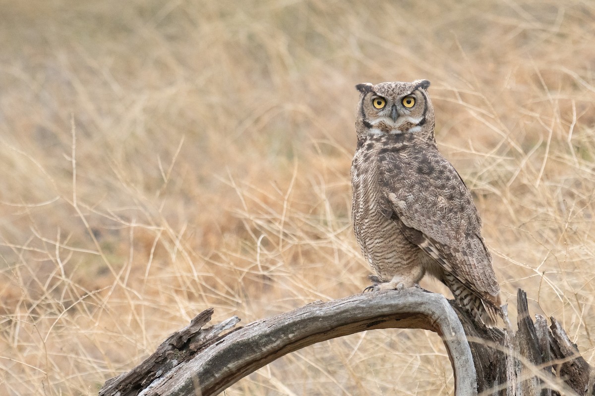 Lesser Horned Owl - ML620690709