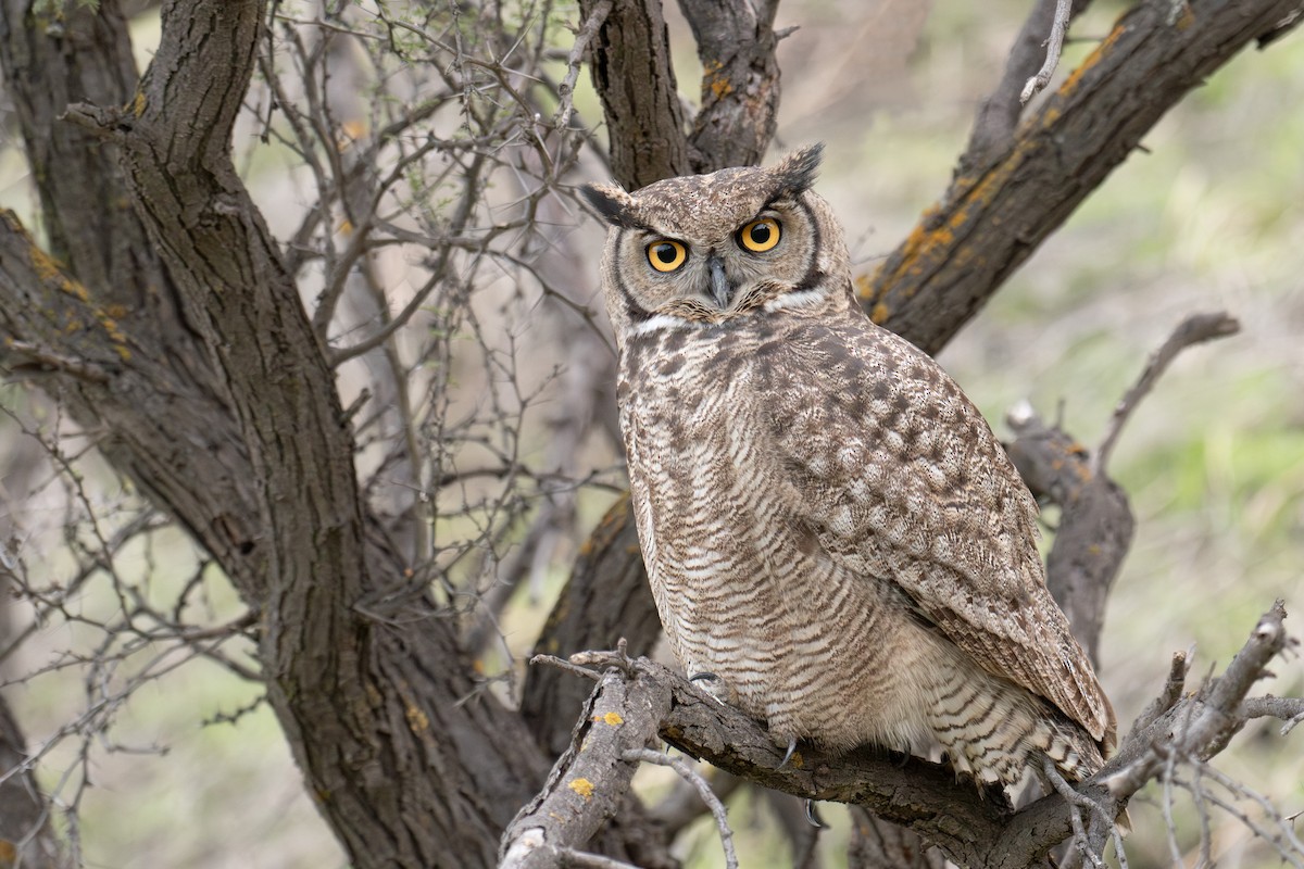 Lesser Horned Owl - ML620690710