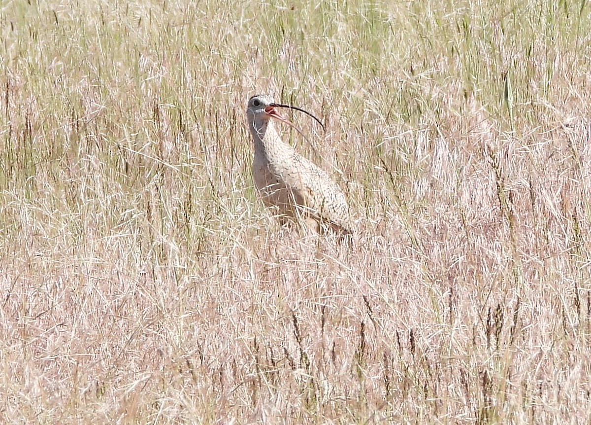 Long-billed Curlew - ML620690712