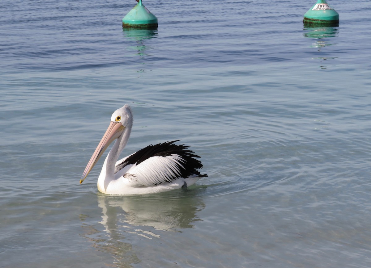 pelikán australský - ML620690713