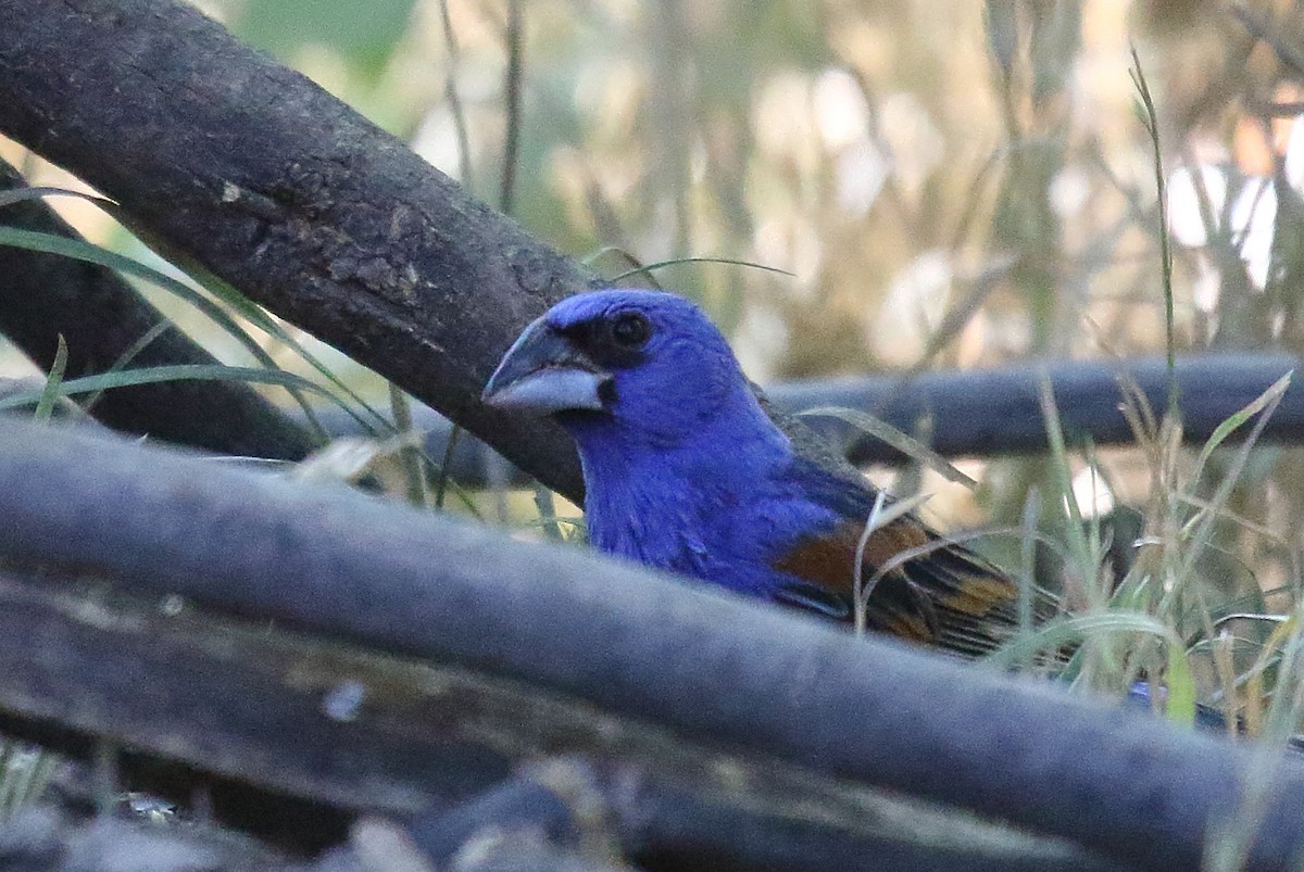 Blue Grosbeak - ML620690715