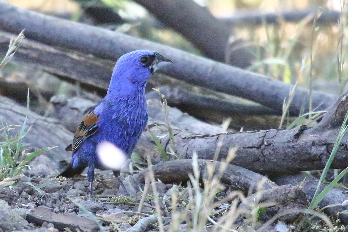 Blue Grosbeak - Greg Gillson