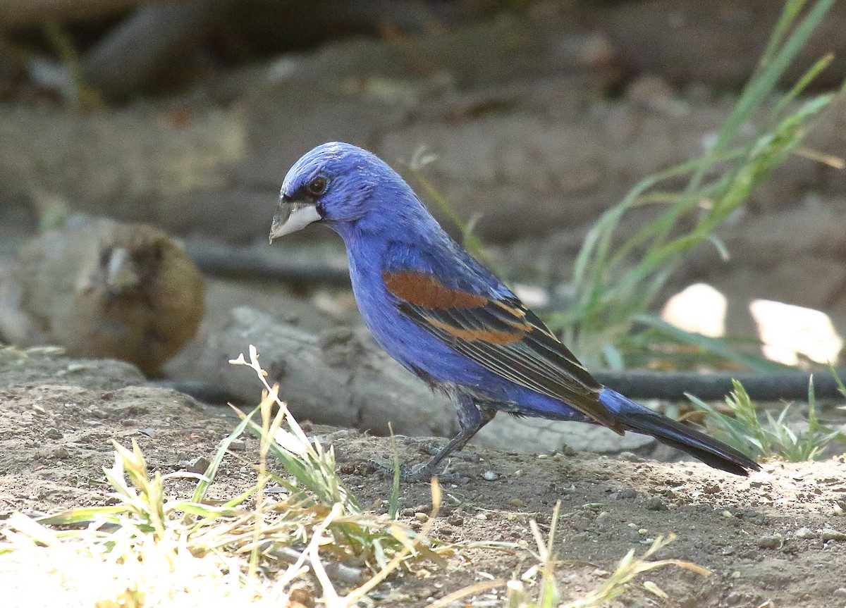 Blue Grosbeak - Greg Gillson