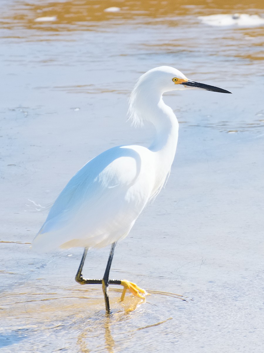 Snowy Egret - ML620690724