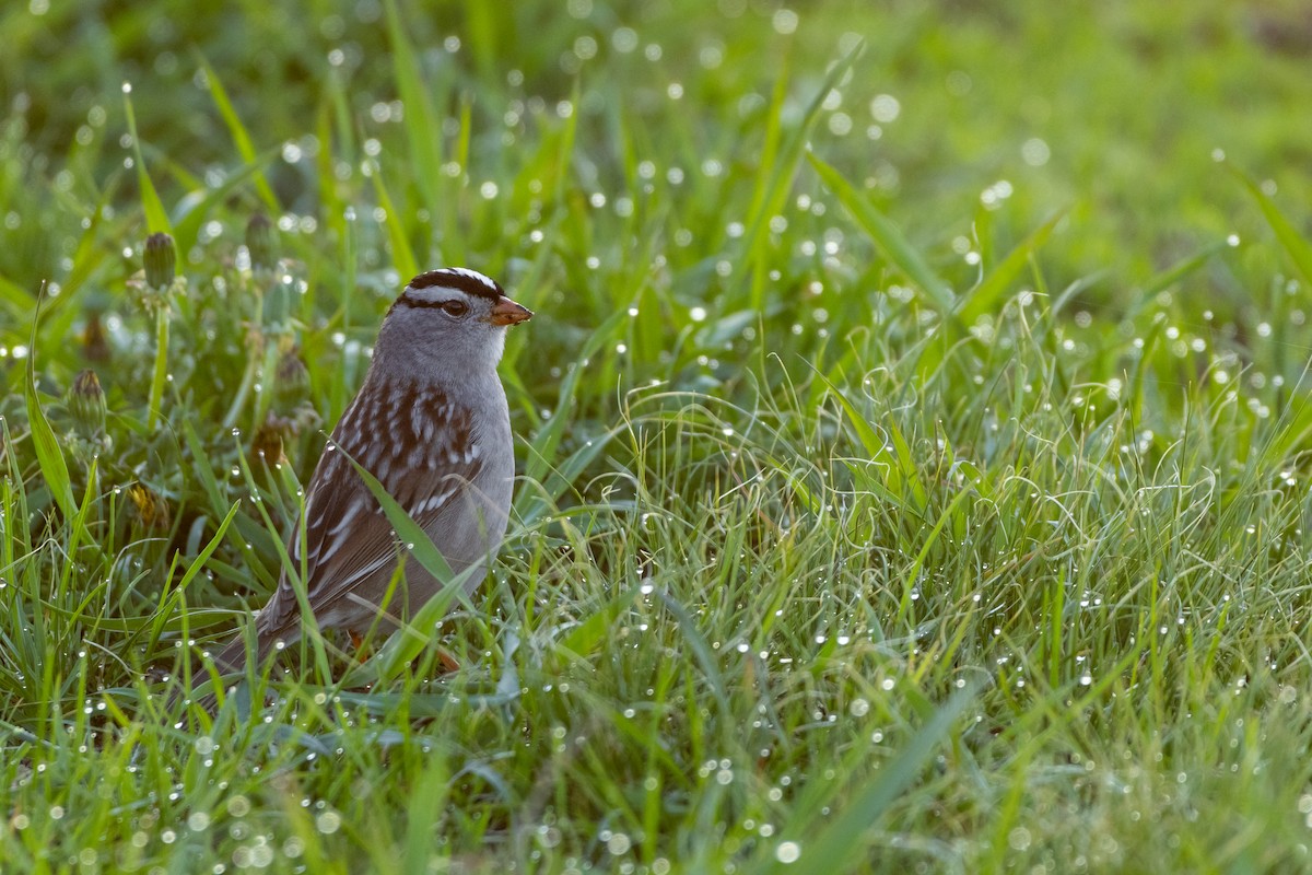 White-crowned Sparrow - ML620690725