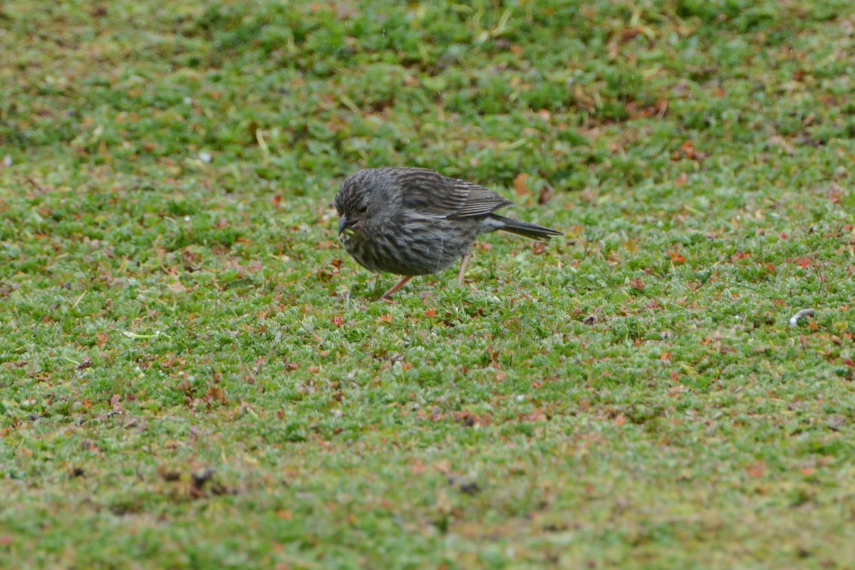 Plumbeous Sierra Finch - ML620690728