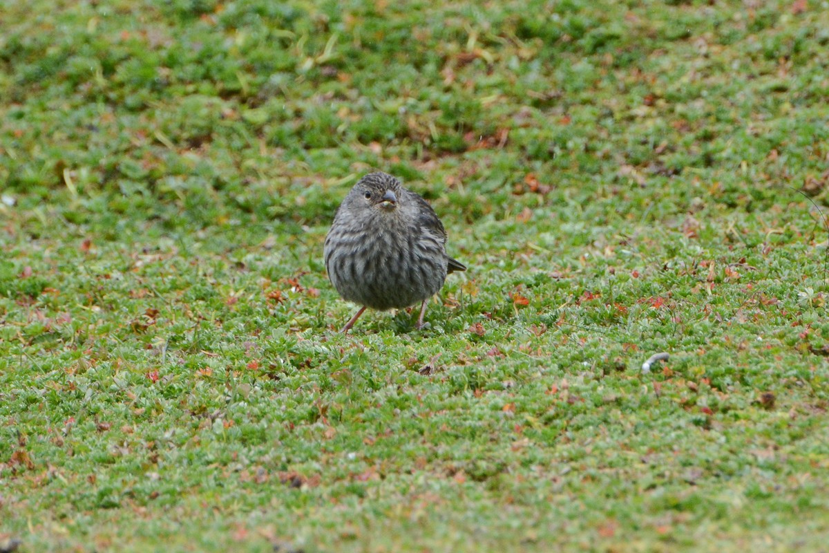 Plumbeous Sierra Finch - ML620690729