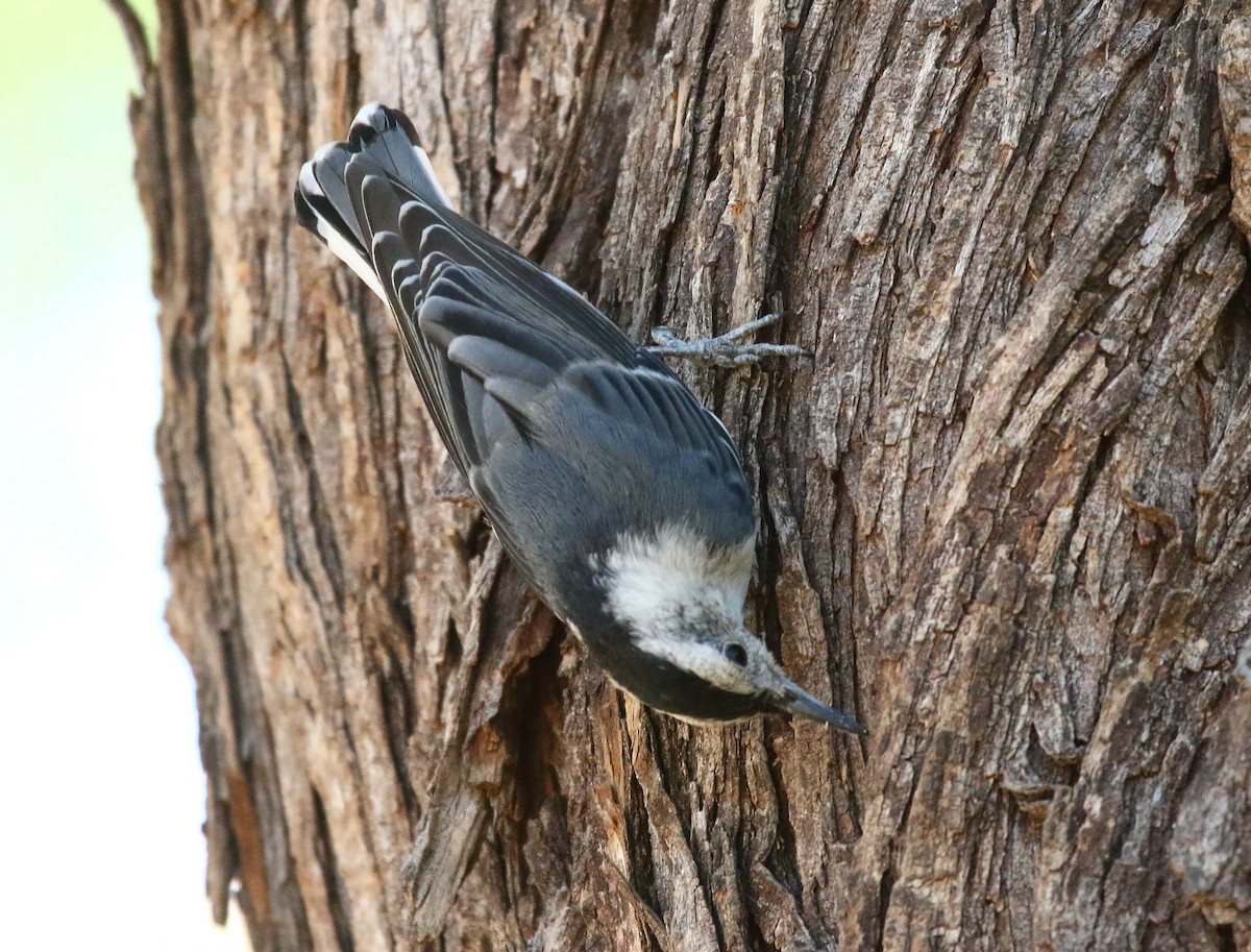 White-breasted Nuthatch - ML620690730