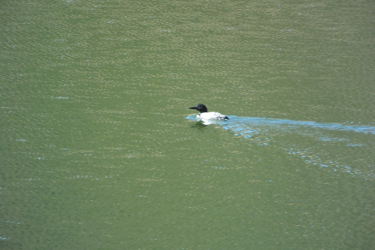 Common Loon - ML620690731