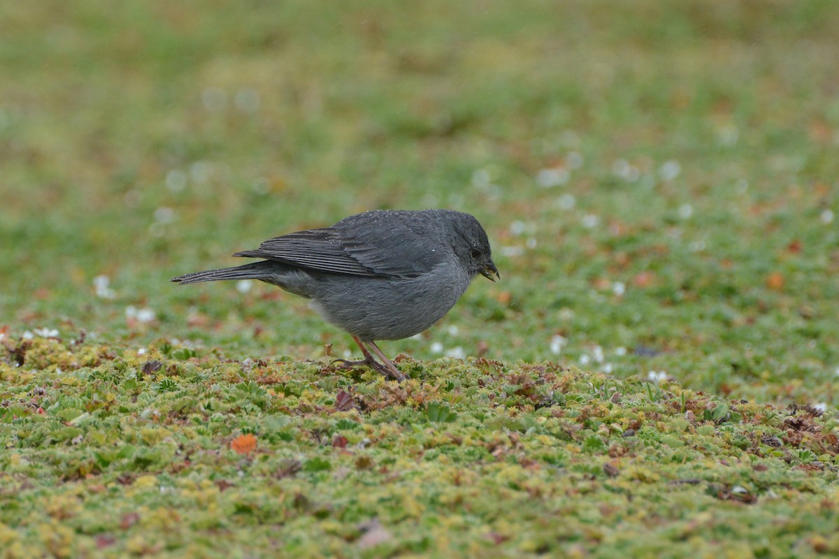 Plumbeous Sierra Finch - ML620690732