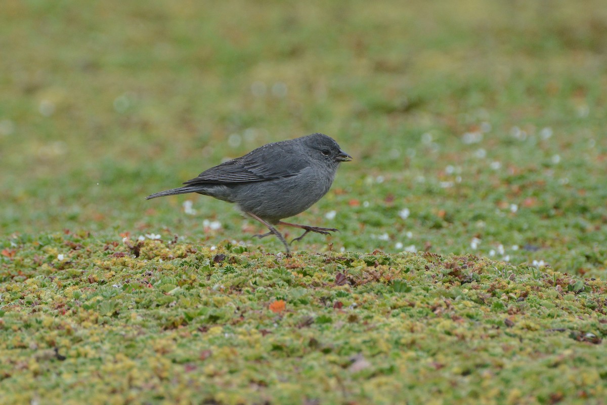 Plumbeous Sierra Finch - ML620690733