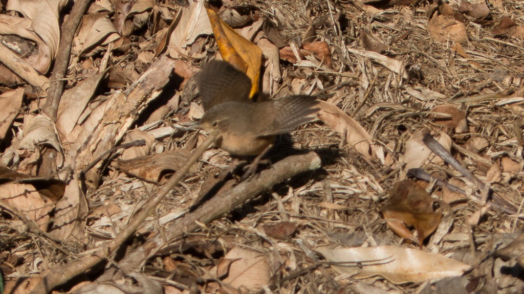 House Wren - ML620690734