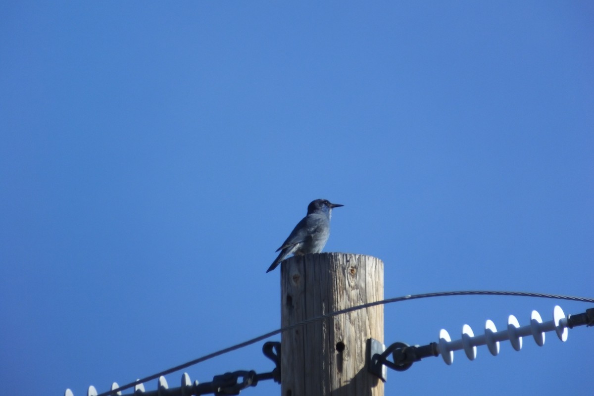 Pinyon Jay - ML620690738