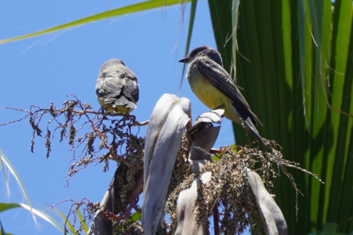 Cassin's Kingbird - ML620690739